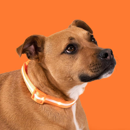 Illuminate Your Dog's Safety with the Original LED Dog Collar - USB Rechargeable, Waterproof, and 1,000 Feet of Visibility for Pets of All Sizes