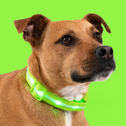 Illuminate Your Dog's Safety: Original USB Rechargeable LED Dog Collar - Waterproof, 1,000 Feet Visibility for All Dog Sizes - Trusted USA Brand