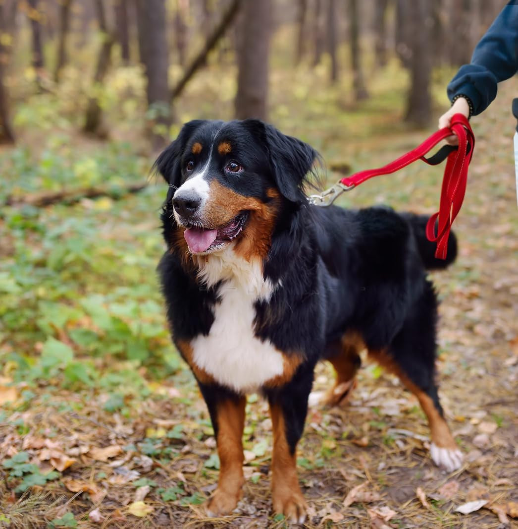 4FT Strong Red Dog Leash with Dual Padded Handles - Traffic Control, Reflective Safety, and Auto Lock Hook for All Dog Sizes